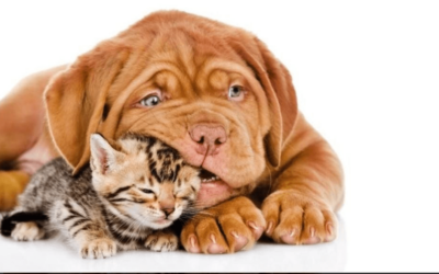 Mangimi e prodotti per tutti gli animali